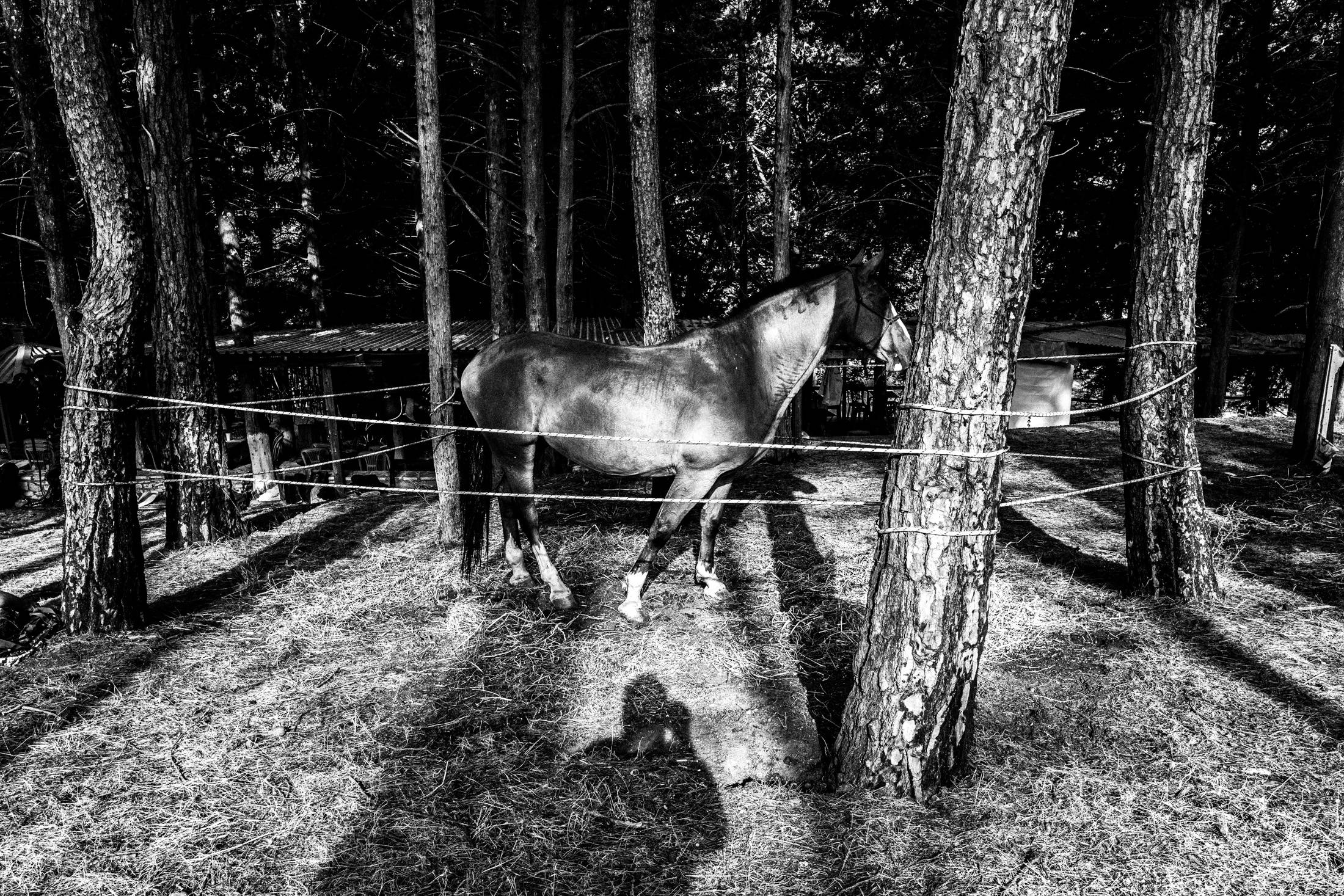 St. Simeon Festivals in Missolonghi, Greece. Black and White Photography by George Tatakis.