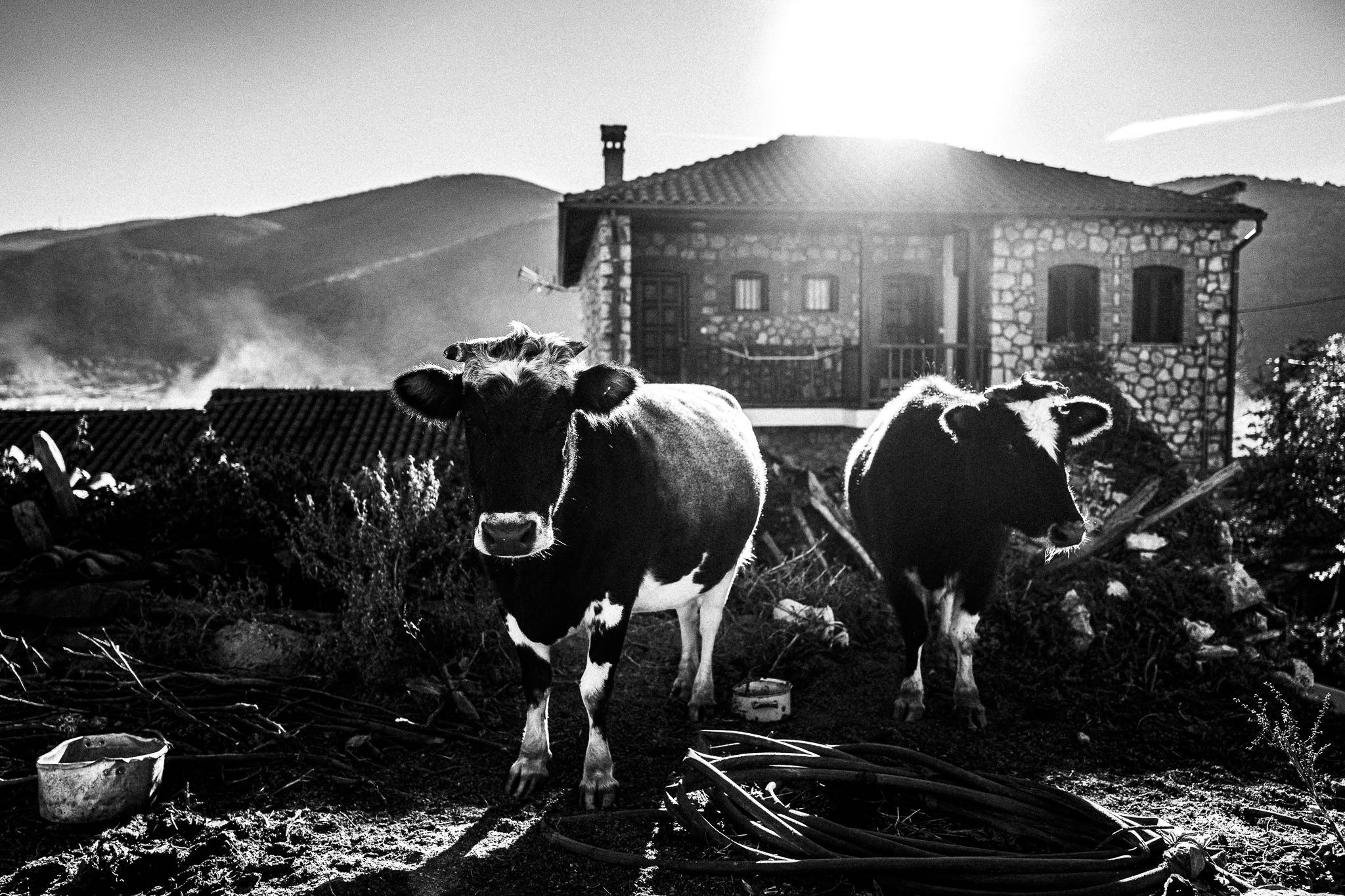 Cows at Psarades, Pagan Christmas customs of Northern Greece, by photographer George Tatakis