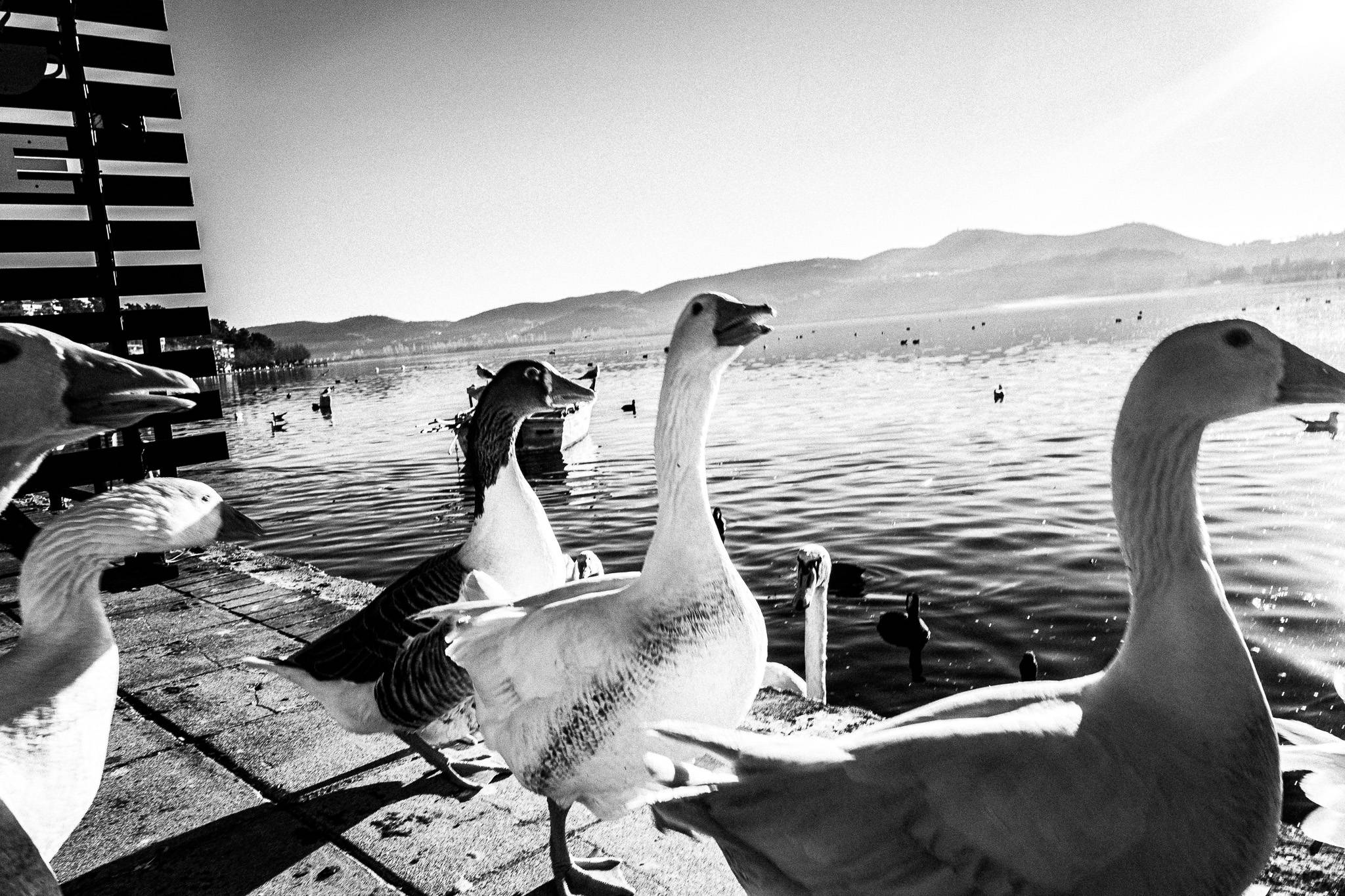 Geese at the lake, Pagan Christmas customs of Northern Greece, by photographer George Tatakis