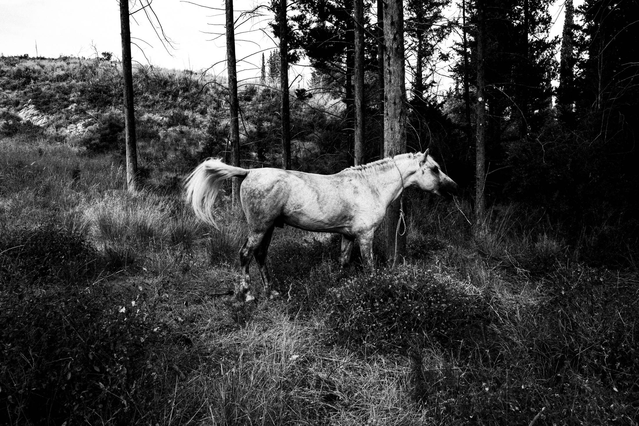 St. Simeon Festivals in Missolonghi, Greece. Black and White Photography by George Tatakis.