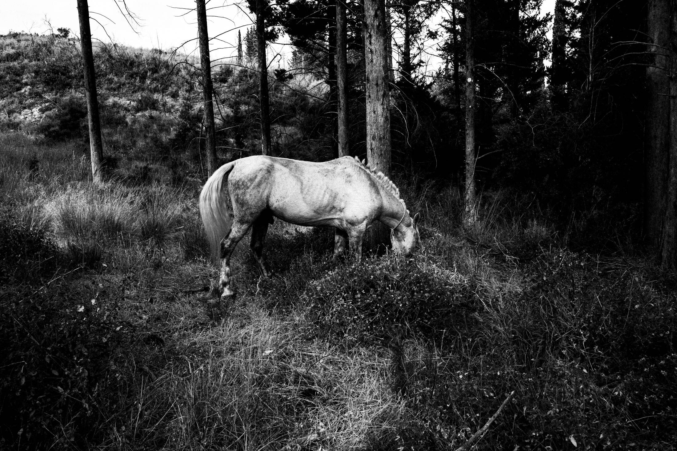 St. Simeon Festivals in Missolonghi, Greece. Black and White Photography by George Tatakis.