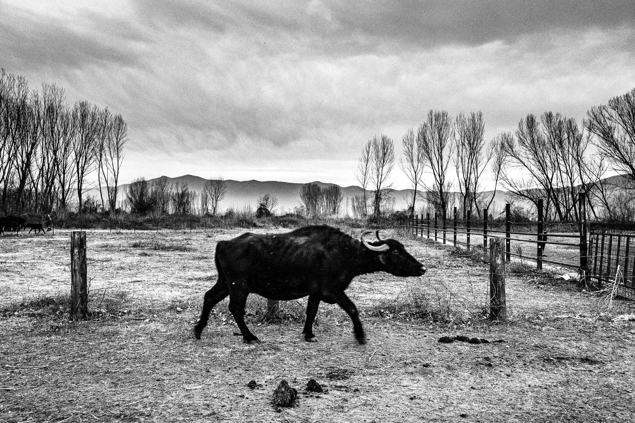 A buffalo at the farm by Kerkini lake, Pagan Christmas customs of Northern Greece, by photographer George Tatakis