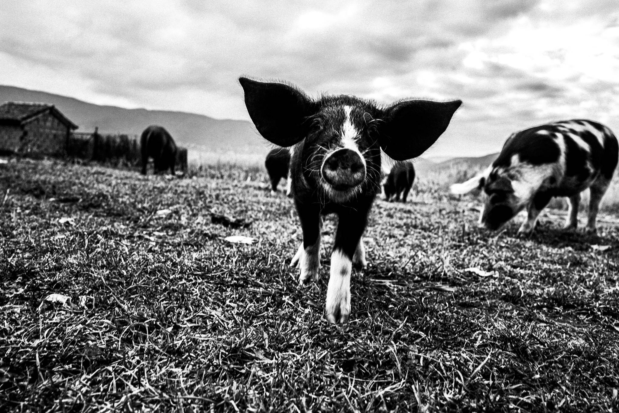 Pigs, Pagan Christmas customs of Northern Greece, by photographer George Tatakis