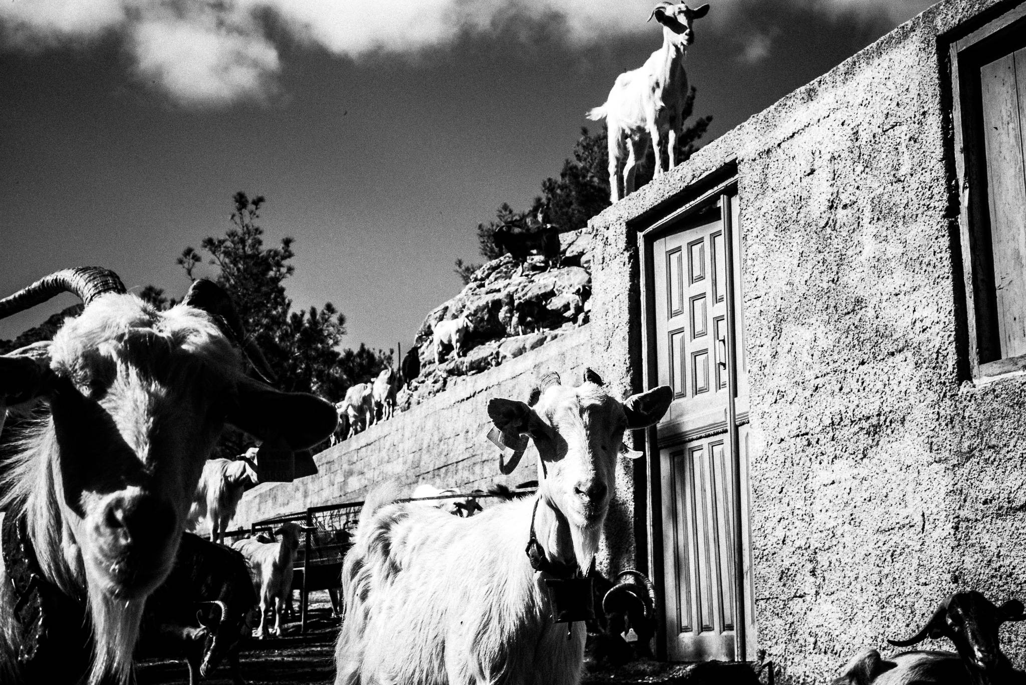 Goats at the farm, Olympos, Karpathos, Greece. Black and white photography by George Tatakis