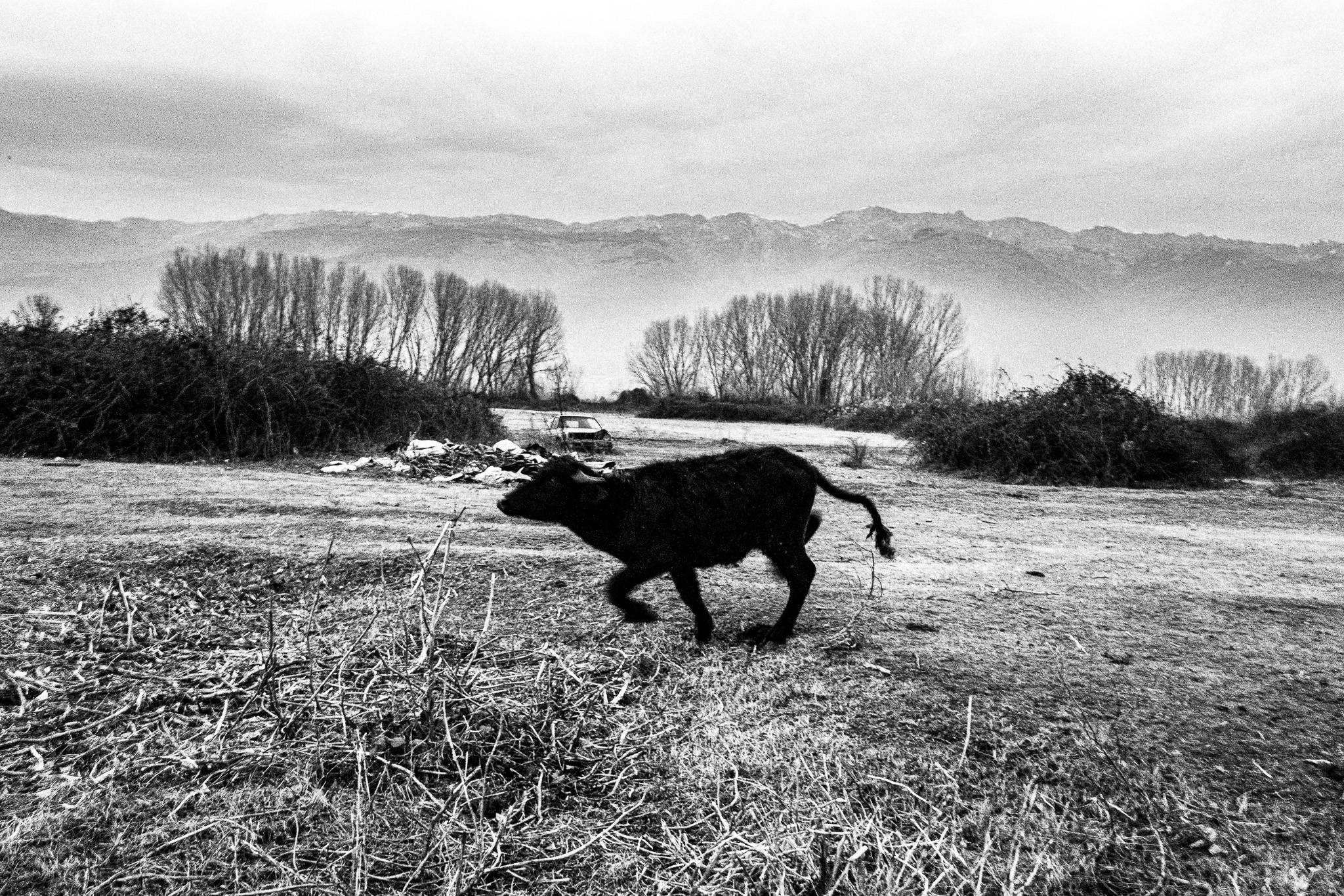 A young buffalo running, Pagan Christmas customs of Northern Greece, by photographer George Tatakis