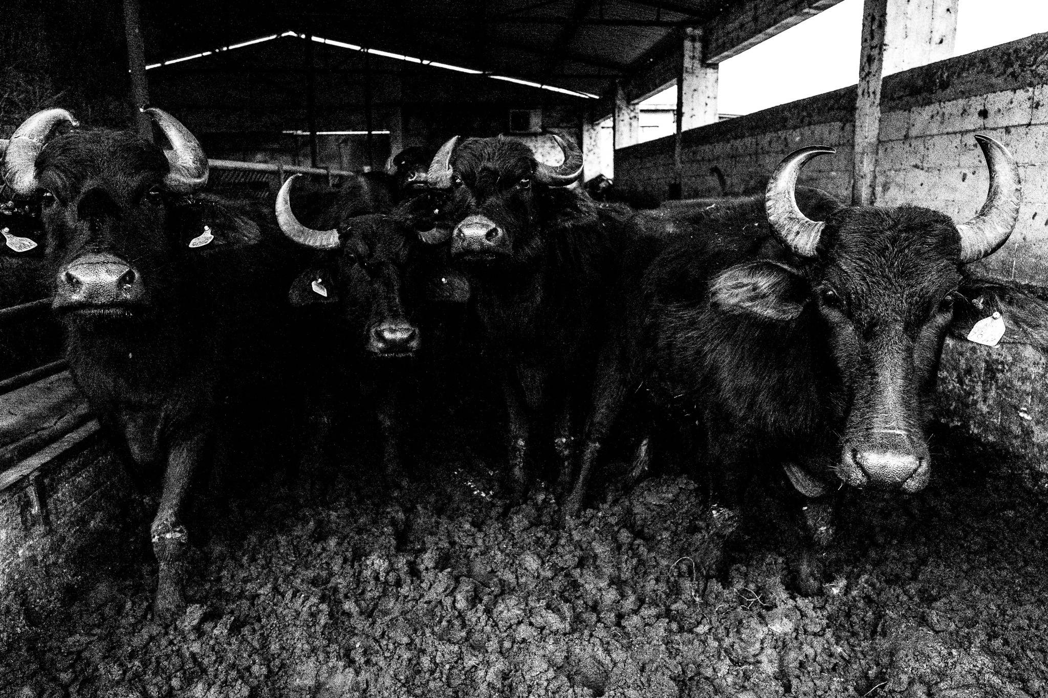 Buffalos at the farm, Pagan Christmas customs of Northern Greece, by photographer George Tatakis