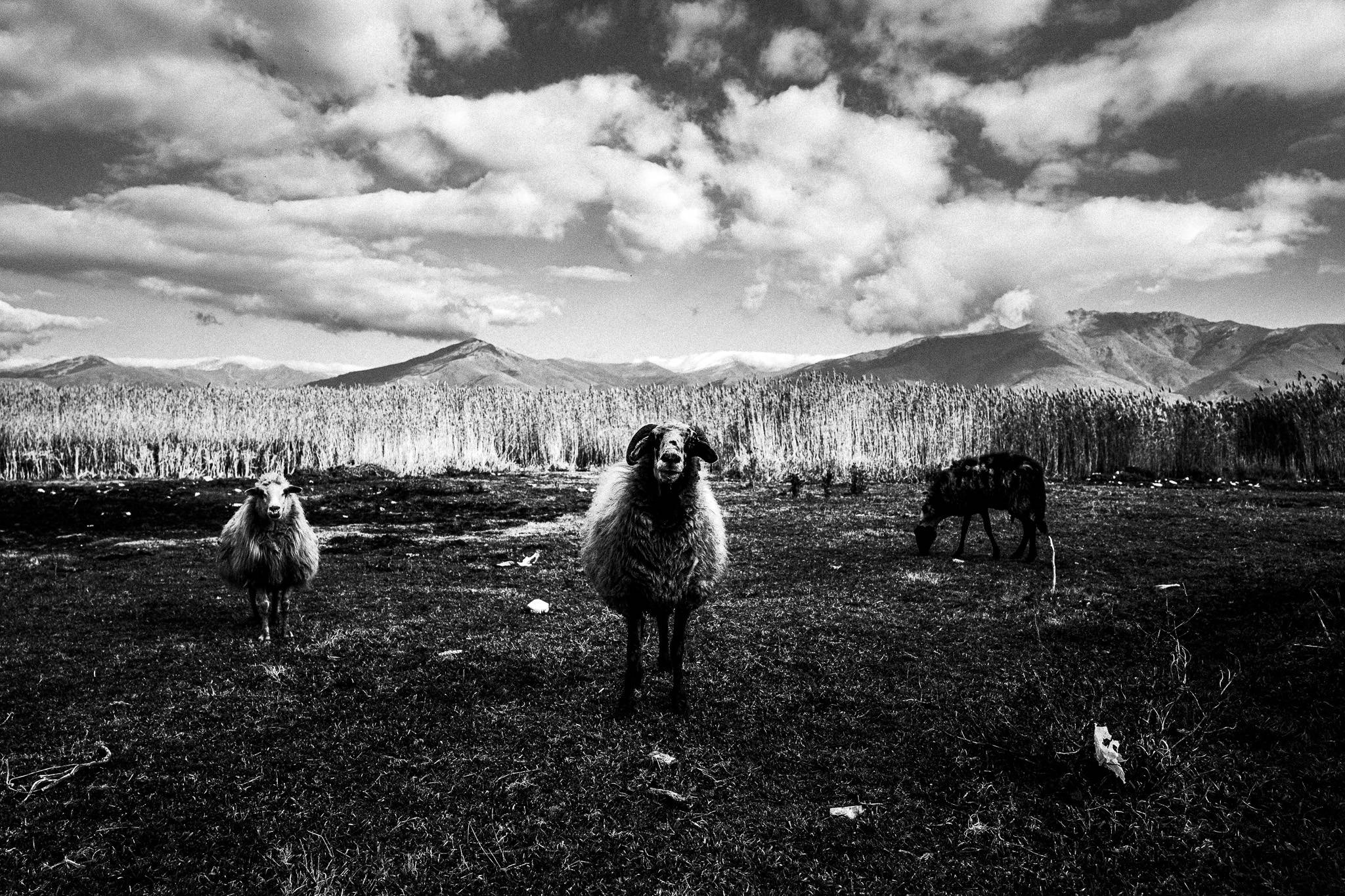 Sheep round Prespes' lakes, Pagan Christmas customs of Northern Greece, by photographer George Tatakis