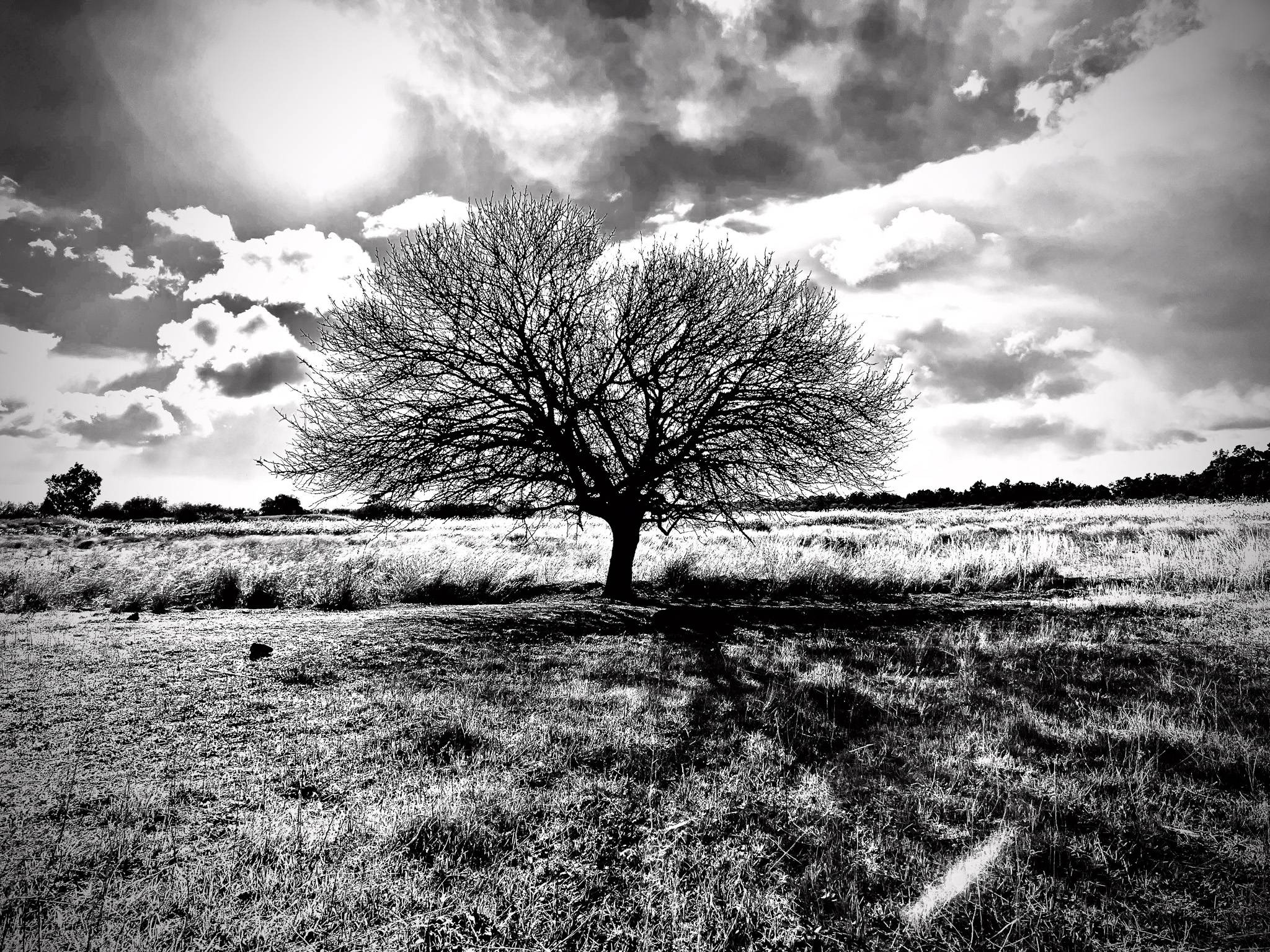 A sole tree. Black and white photography by George Tatakis during the filming of 'Φόνισσα'(Fonissa).