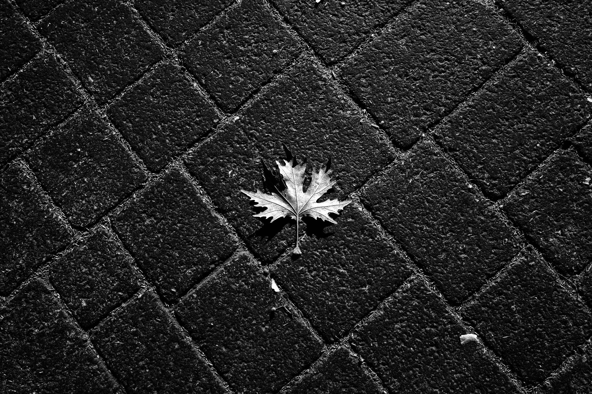 A leaf, Pagan Christmas customs of Northern Greece, by photographer George Tatakis