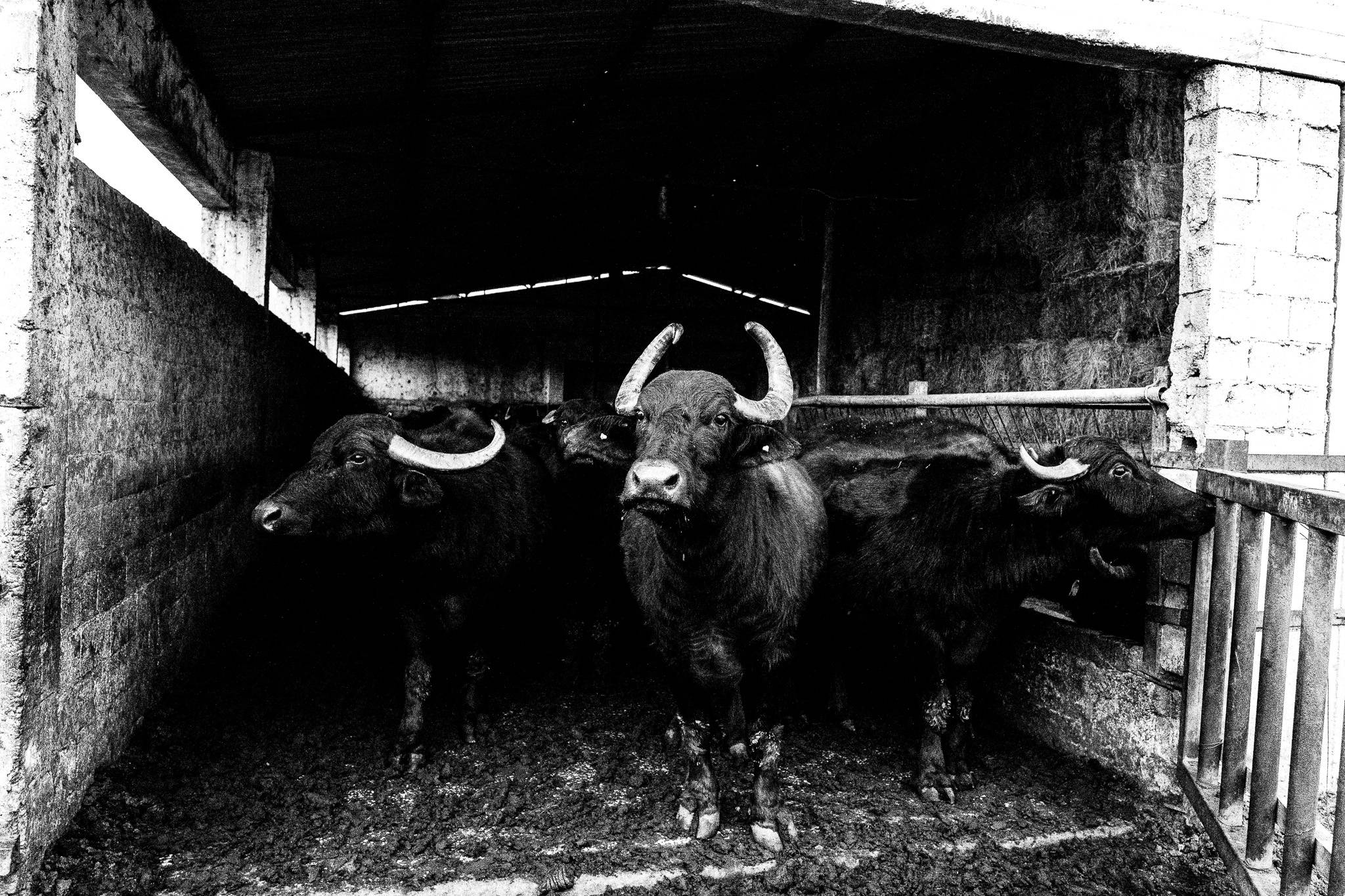 Buffalos at the farm, Pagan Christmas customs of Northern Greece, by photographer George Tatakis