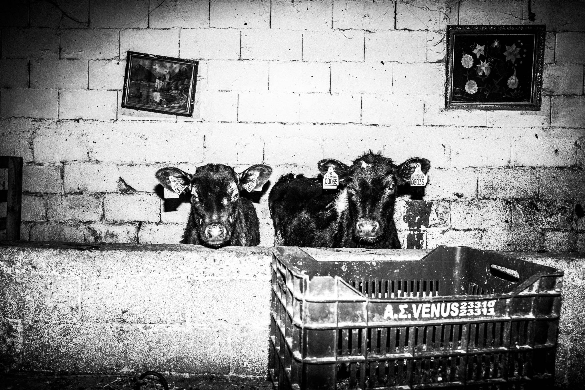 Kotsamania in Tetralofos Greece. Western Macedonia. Tetralofos. © George Tatakis