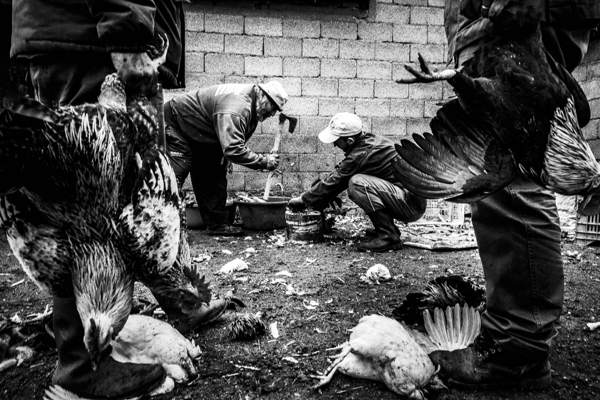 Kotsamania in Tetralofos Greece. Western Macedonia. Tetralofos. © George Tatakis