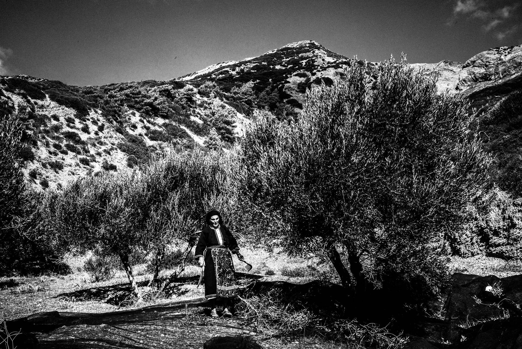 Harvesting olives at Olympos, Karpathos, Greece. Black and white photography by George Tatakis
