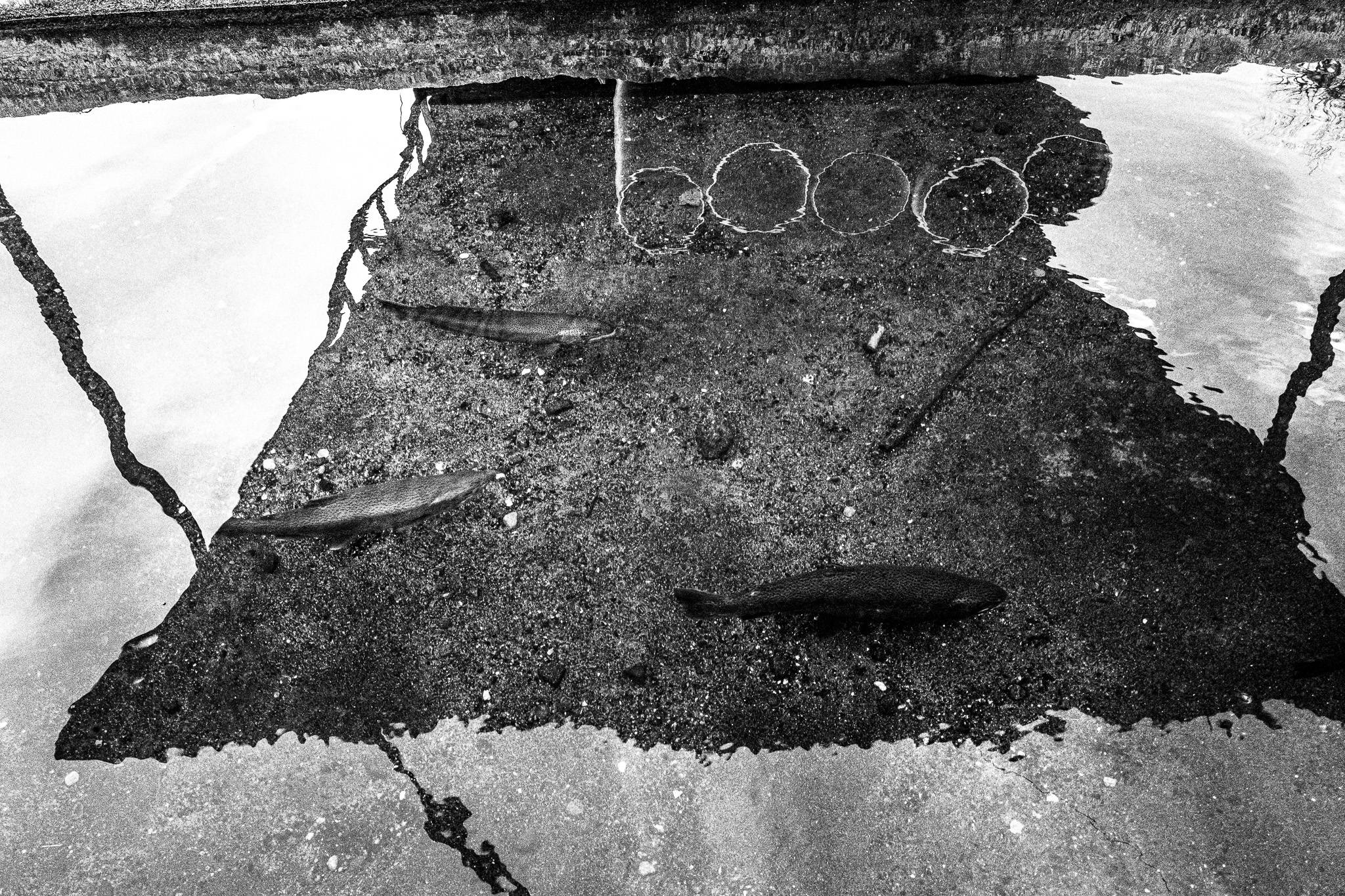 Fish in a pond, Pagan Christmas customs of Northern Greece, by photographer George Tatakis