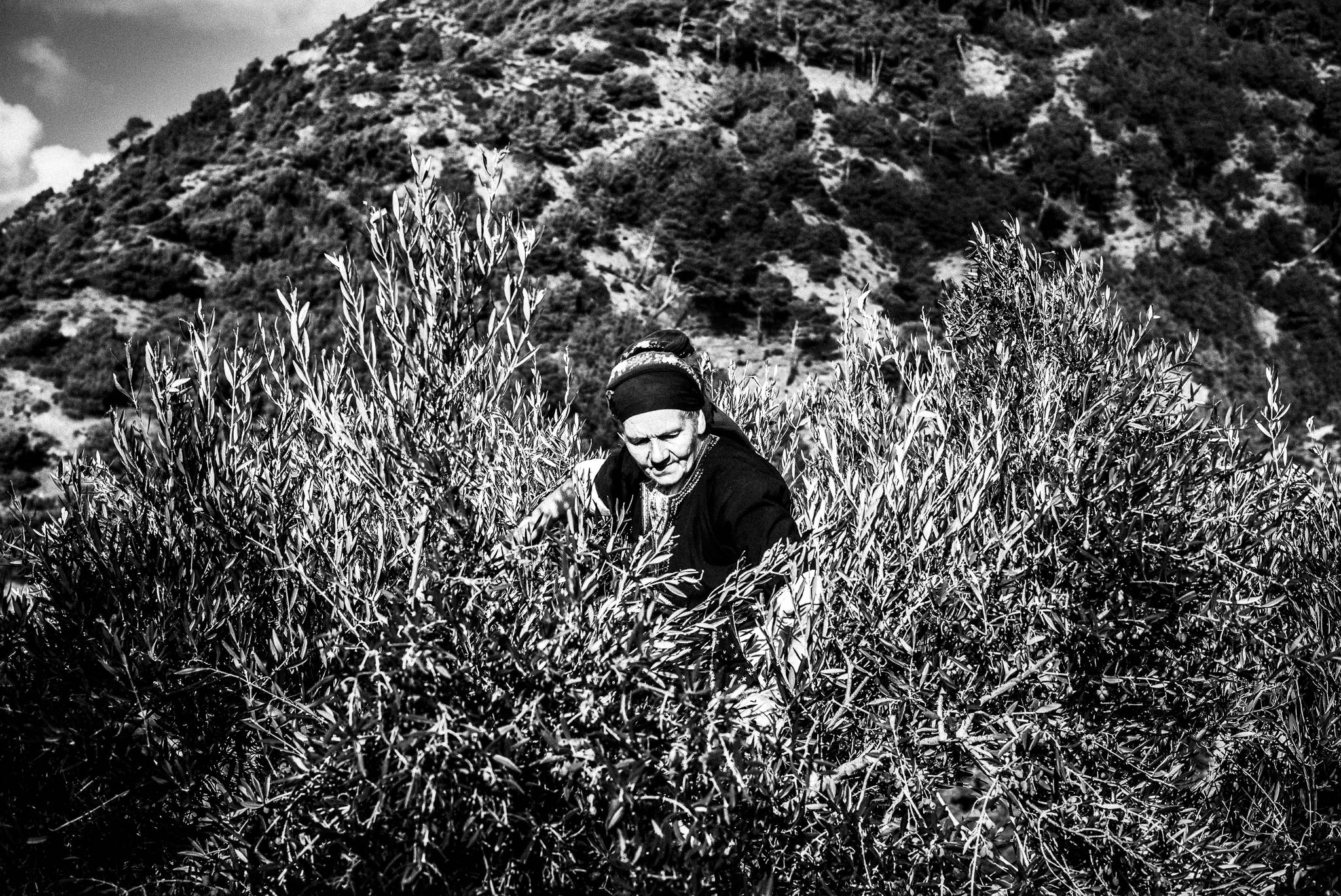 Sofia up a tree, harvesting her olive trees at her farm in Olympos, Karpathos, Greece. Black and white photography by George Tatakis