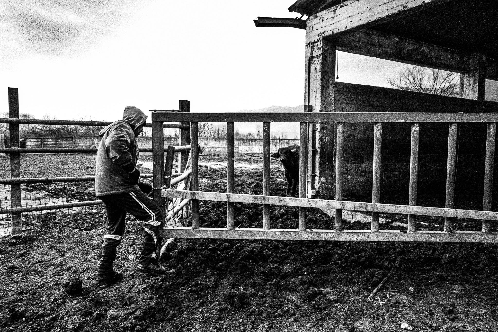 The buffalos' farmer, Pagan Christmas customs of Northern Greece, by photographer George Tatakis