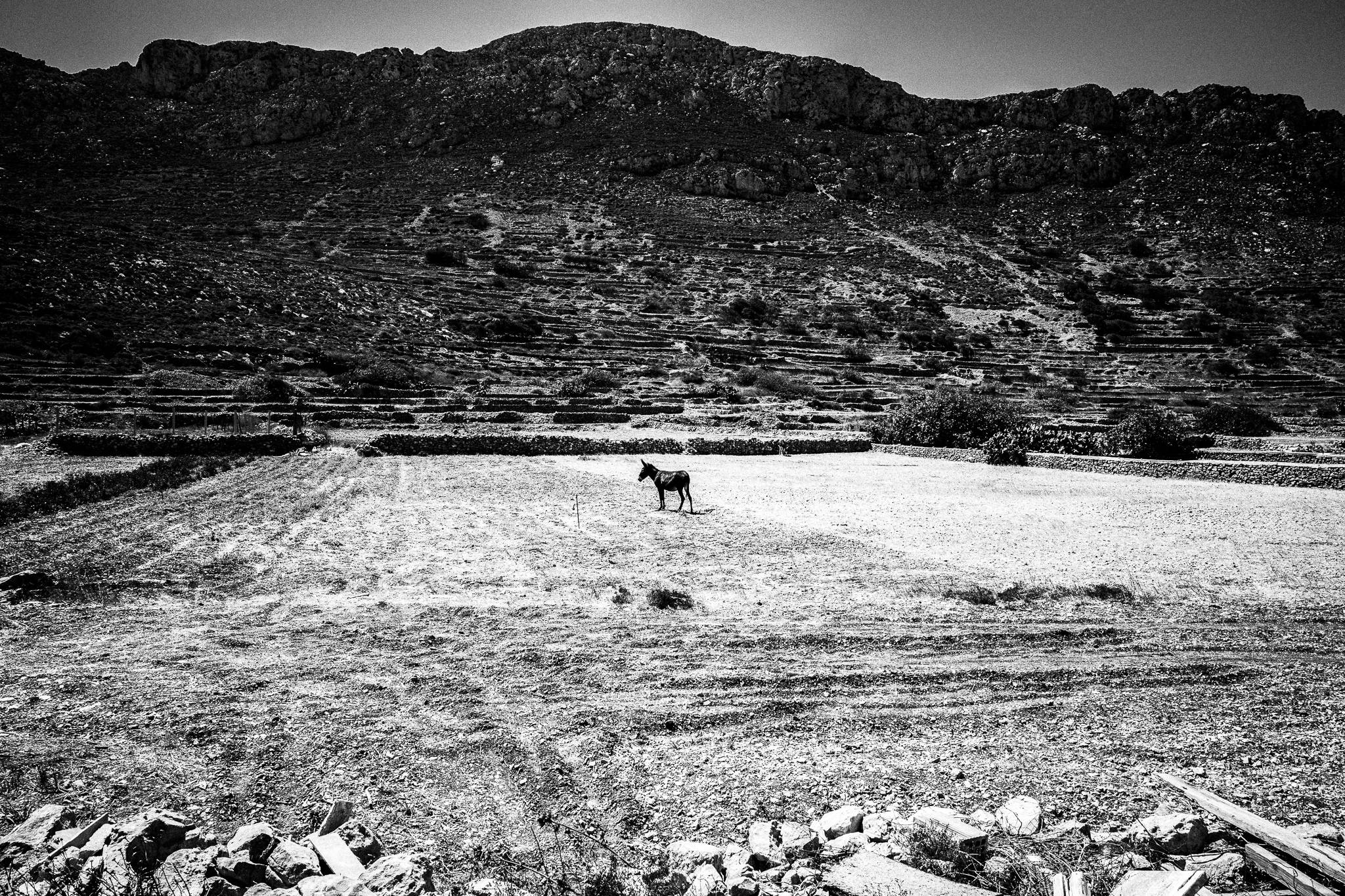 A donkey in Avlona, Olympos, Karpathos, Greece. Black and white photography by George Tatakis