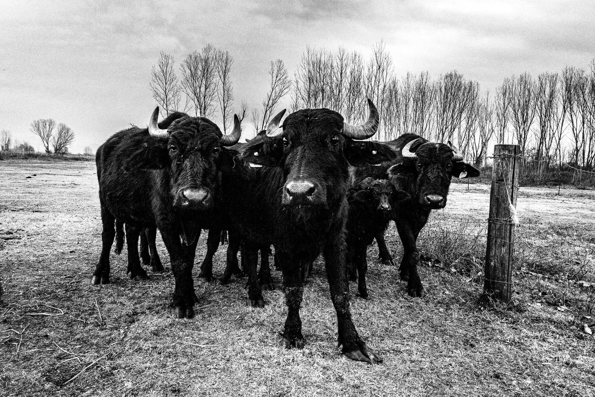 A group of buffalos, Pagan Christmas customs of Northern Greece, by photographer George Tatakis