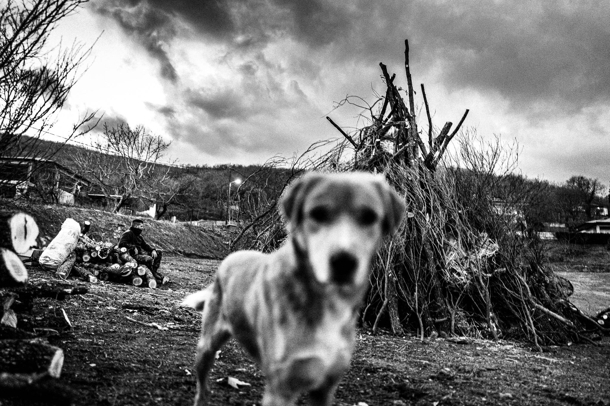 A dog, Pagan Christmas customs of Northern Greece, by photographer George Tatakis