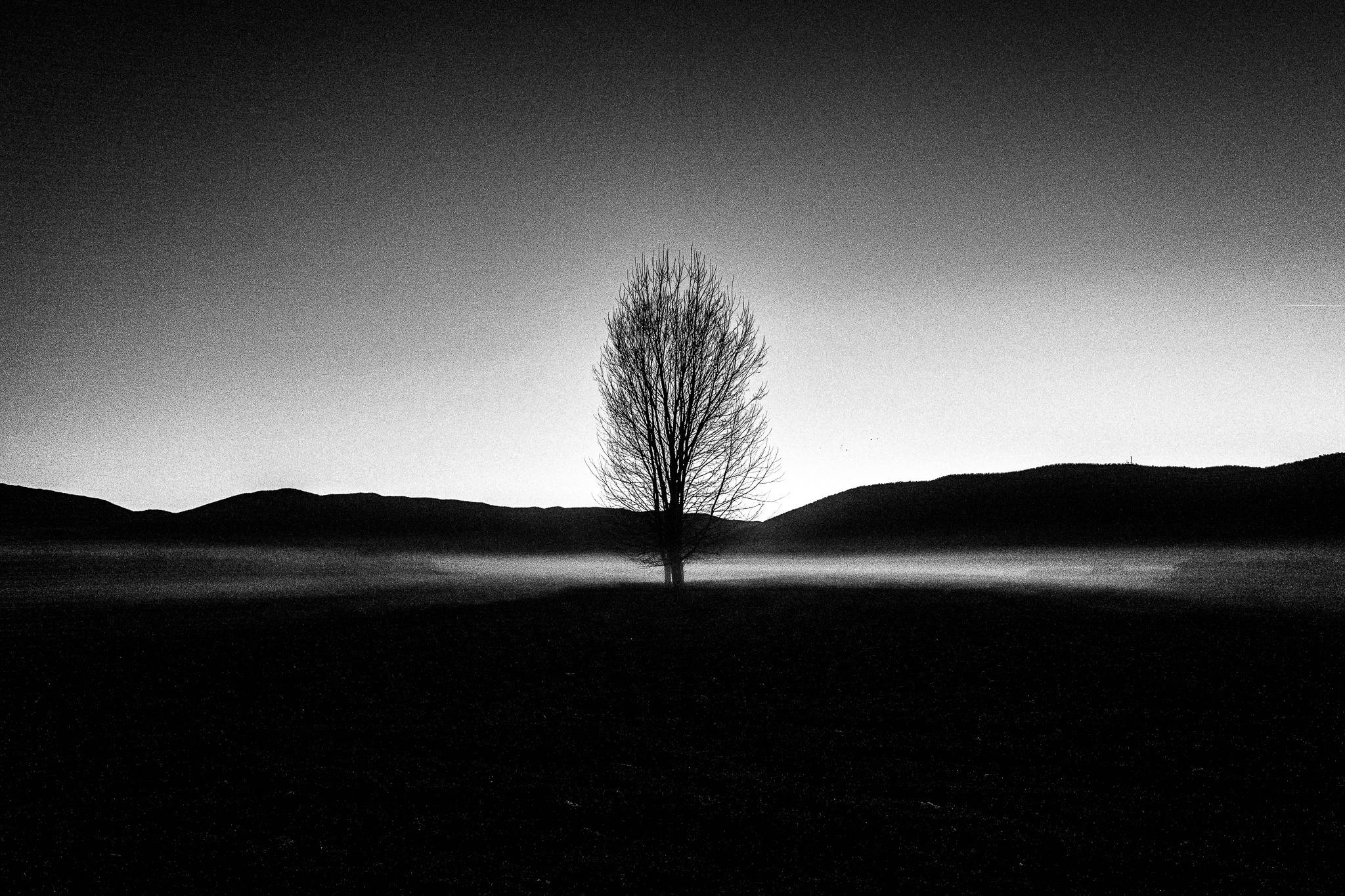 A tree, Pagan Christmas customs of Northern Greece, by photographer George Tatakis